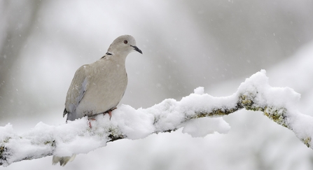 Collared dove perching on a snow covered branch