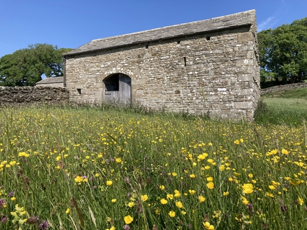 flower meadow with old barn in background