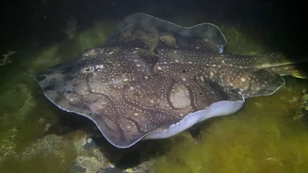 An undulate ray swimming above the sea floor. It's a flattened, brown cartilaginous fish with wavy patterns across its upper surface