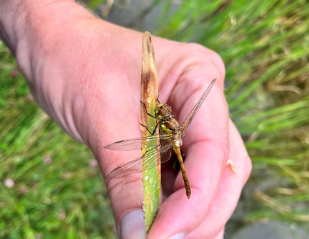 hand holding common darter dragonfly on stalk of grass