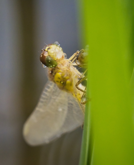 Common darter dragonfly emerging