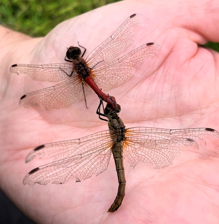 two ruddy darter dragonflies in palm of hand