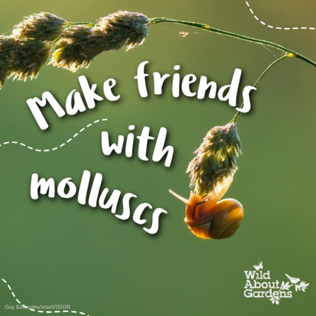 plant with snail attached and wording 'make friends with molluscs