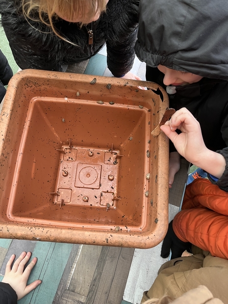 children looking in bucket of slugs and snails