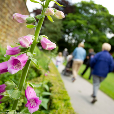 Group walking - foxglove in foreground