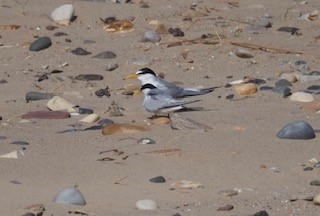 Two little tern birds on sand and pebble beach