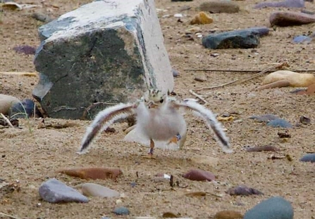 little tern chick with wings outstretched walking on beach