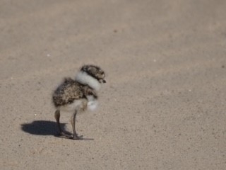 Ringed plover chick on beach