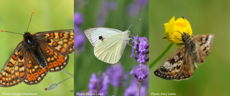 Marsh fritillary, Large White and Dingy Skipper