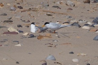 little tern parents and chick on pebble beach