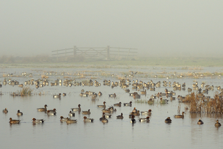 A flock of wigeon on a shallow pool, with mist obscuring the far shore