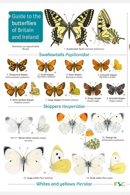 FSC foldout guide