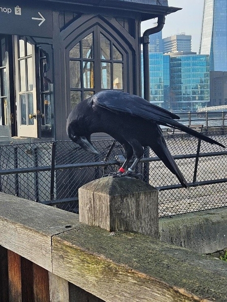 Raven at tower of London