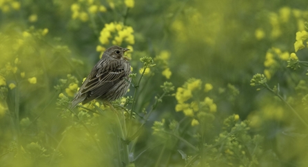 Corn bunting (Milaria calandra) singing in oilseed rape crop at an arable farm in Hertfordshire. April 2011. - Chris Gomersall/2020VISION