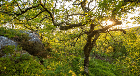 The sun shining through the trees of a temporate rainforest, with ferns and moss rocks covering the forest floor