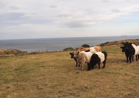 6 cows grazing in field with sea in background