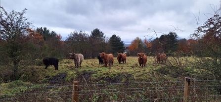 a group of cows grazing in a field with trees in background