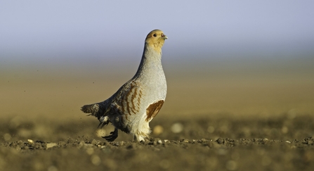 A grey partridge running across a tilled field