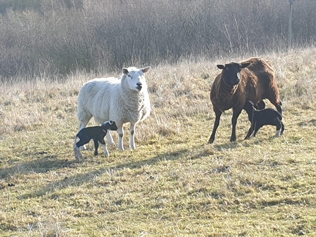 white and black sheep with lambs in field