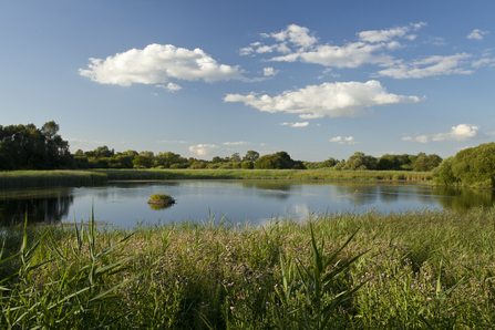 A sedge-fringed wetland beneath a cloudy blue sky