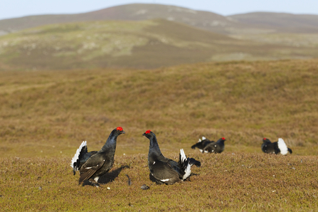 Black Grouse