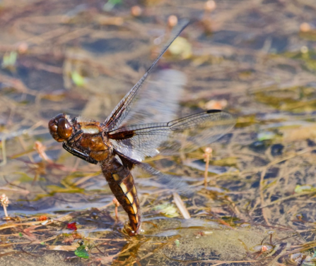 Broad bodied chaser laying eggs.