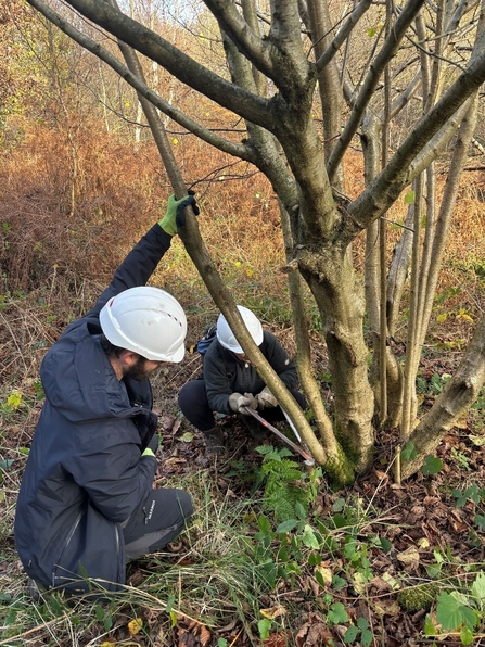 Two people next to a tree cutting it at the base