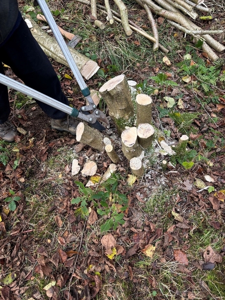 Coppicing underway at a base of a tree