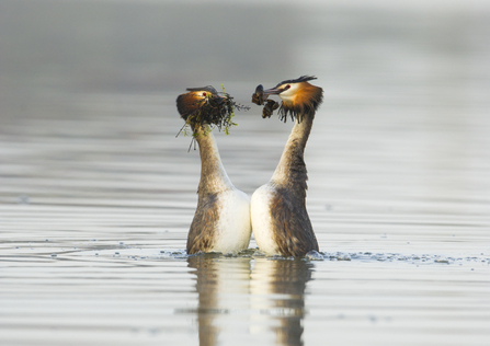 Great Crested Grebes