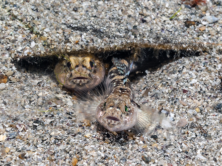 Pair of painted gobies 