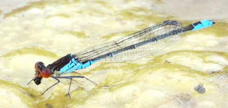 Small red eyed damselfly