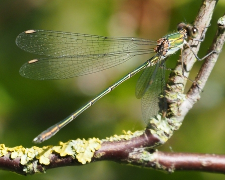 Willow emerald damselfly on branch