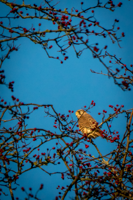 Kestrel in tree in winter sunlight