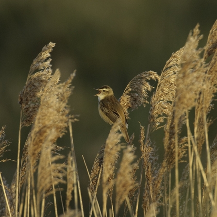 Sedge warbler (Acrocephalus schoenobaenus) adult singing in reedbed.