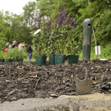 Planting wildlife-friendly plants