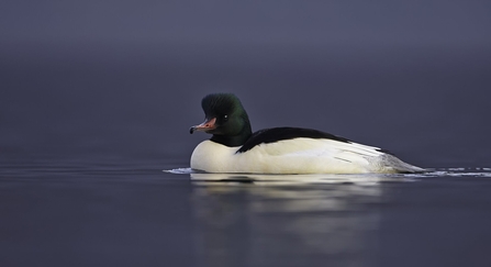 Goosander male