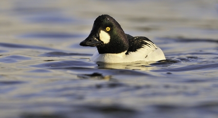 Goldeneye male