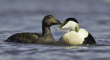 Eider