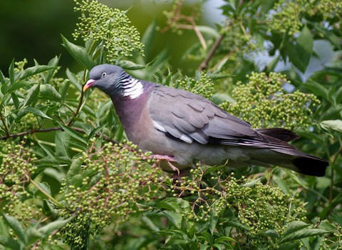 Woodpigeon