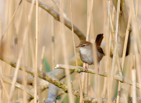 Cetti's warbler