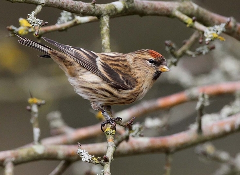 Lesser Redpoll