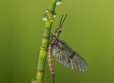 Common Mayfly