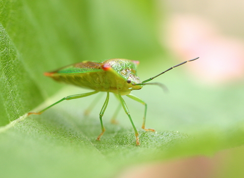 Birch Shield Bug