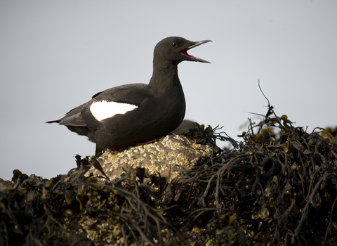 Black Guillemot