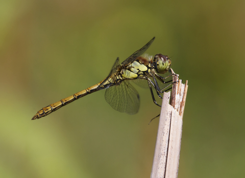 Common Darter female