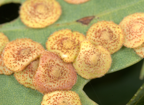 Common Spangle Gall Wasp