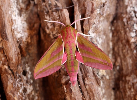 Elephant Hawk-moth