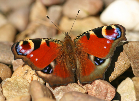 Peacock butterfly