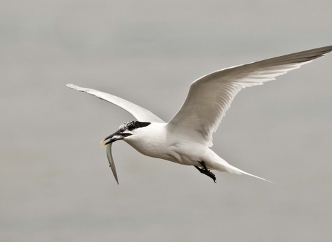 Sandwich Tern