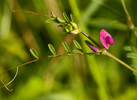 Common Vetch